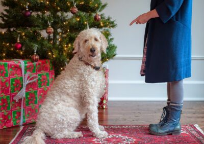 A white fluffy dog sits in front of a Christmas tree and a big box wrapped in green and red paper. The dog looks at us. A person in a blue outfit and blue shoes is pointing at the dog.